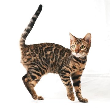 ベンガル【神奈川県・男の子・2025年3月22日・ブラウンスポテッドタビー(ロゼット)】の写真「可愛いお顔！綺麗なロゼット」