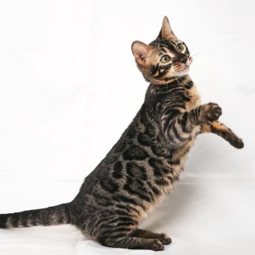 ベンガル【神奈川県・女の子・2025年3月4日・ブラウンチャコールスポテッドタビー(ロゼット)】の写真「動画UPしました！チャコールベンガル」