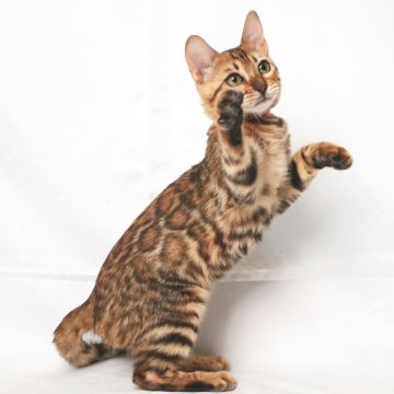 ベンガル【神奈川県・女の子・2025年7月12日・ブラウンスポテッドタビー(ロゼット)】の写真「ハイグレード、可愛いお顔！綺麗なロゼット」