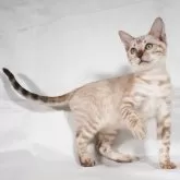 ベンガル