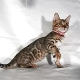 ベンガル