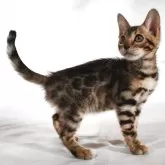 ベンガル