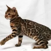 ベンガル