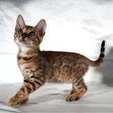 ベンガル