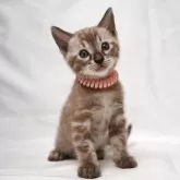 ベンガル