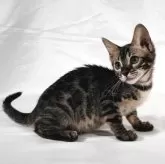 ベンガル