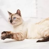 ベンガル