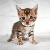 ベンガル