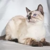 ベンガル