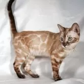 ベンガル