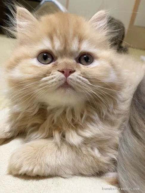 ID：1812-00077の子猫