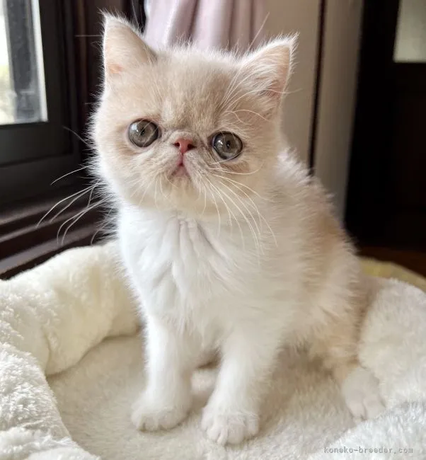 ID:2202-01254の子猫