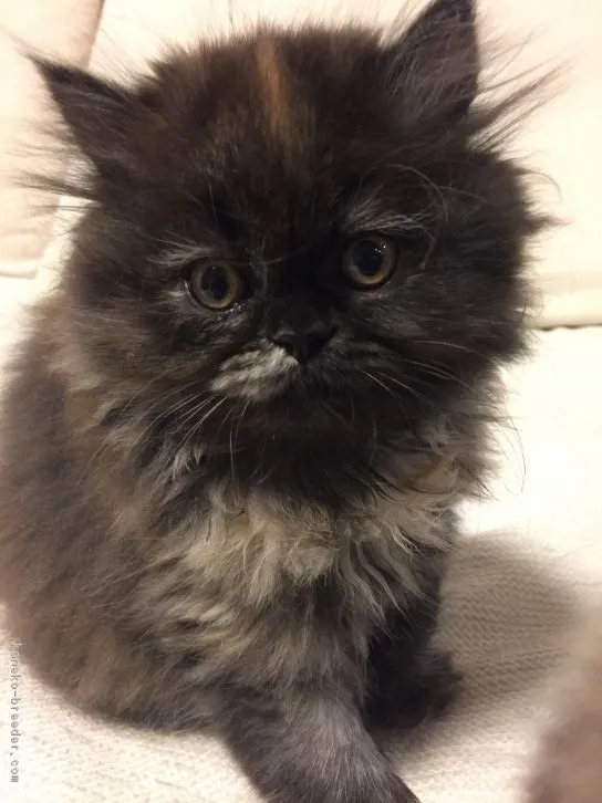 ID：1611-00210の子猫