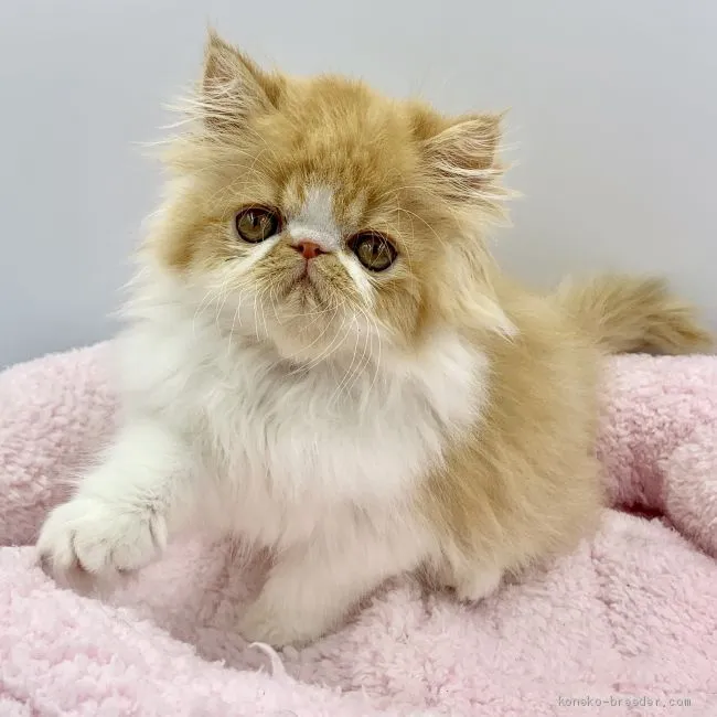 ID：1904-00577の子猫