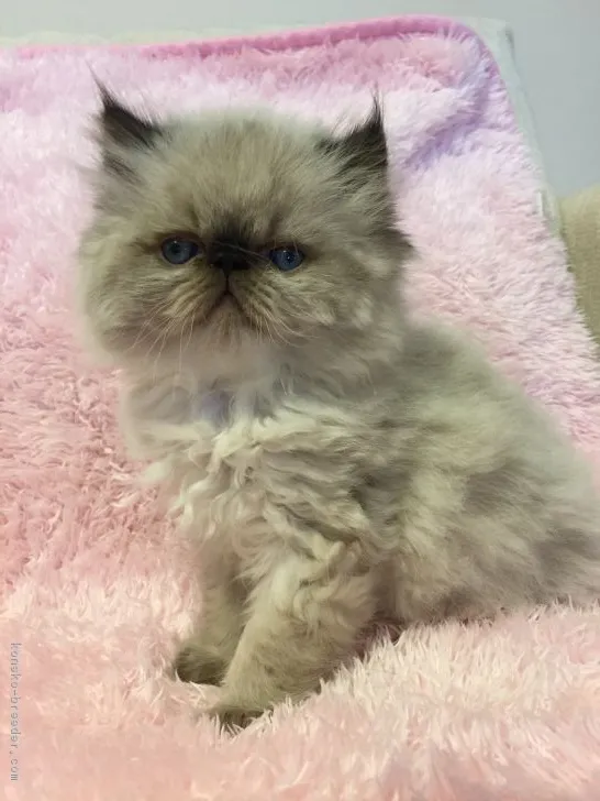 ID：1803-01377の子猫