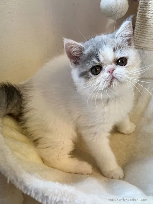 ID:2111-00357の子猫