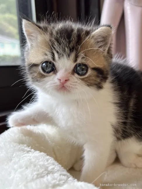 ID:2204-02120の子猫