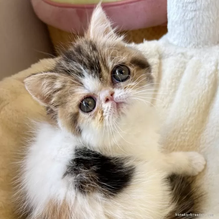 ID：2404-01285の子猫