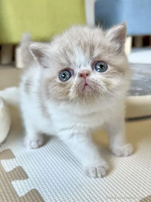 ID：2203-02049の子猫
