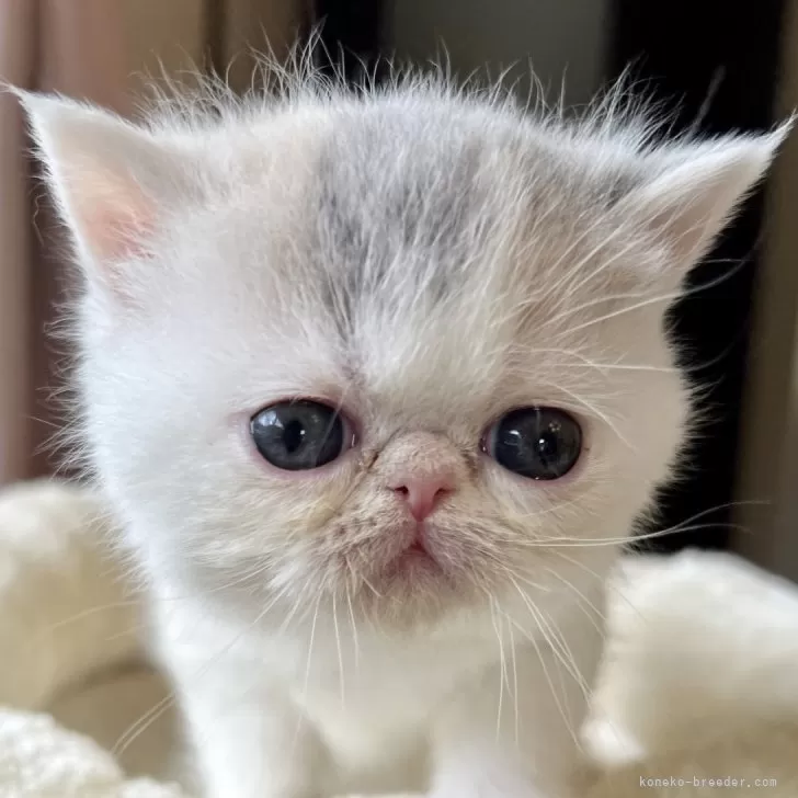 ID:2403-00626の子猫