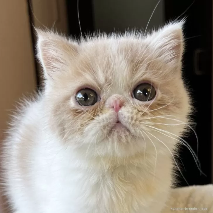 ID：2403-00622の子猫