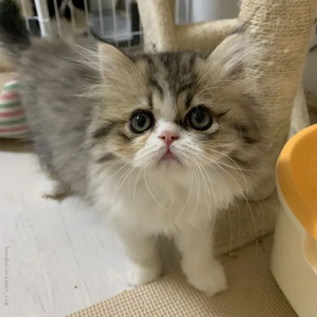 ポムママ 様のお迎えした子猫