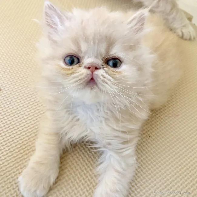 ID：1904-00576の子猫