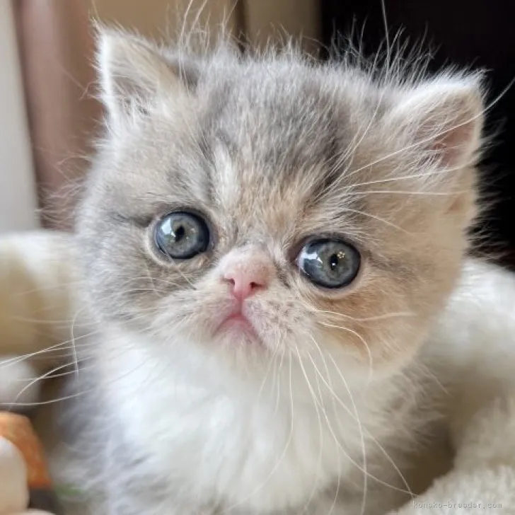 ID：2305-03689の子猫