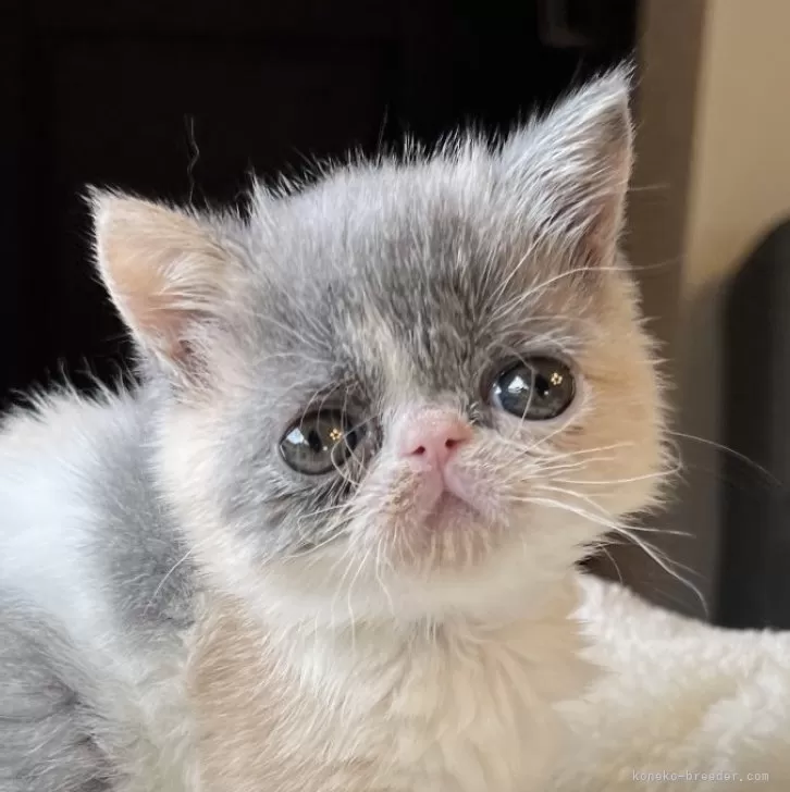 ID：2403-01964の子猫