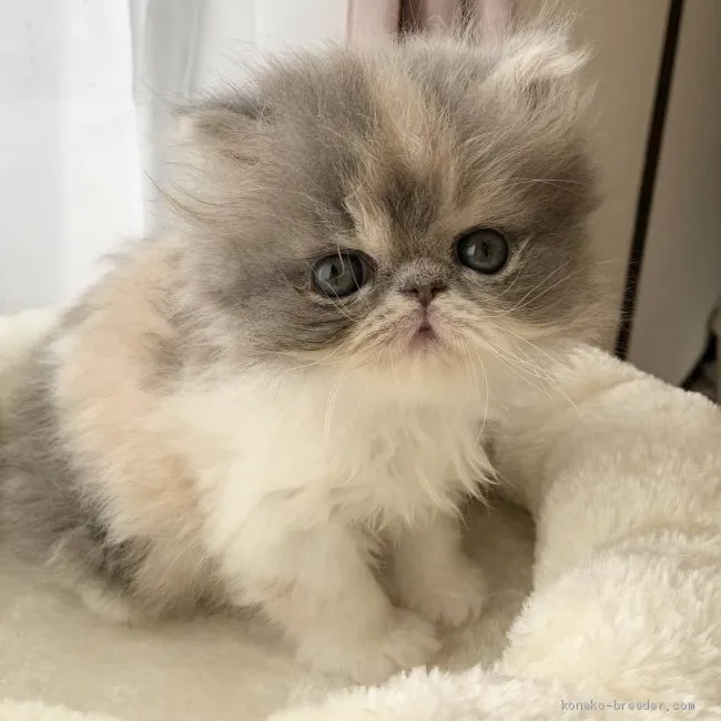 ID:2006-00227の子猫