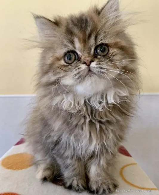 ID:2009-02046の子猫