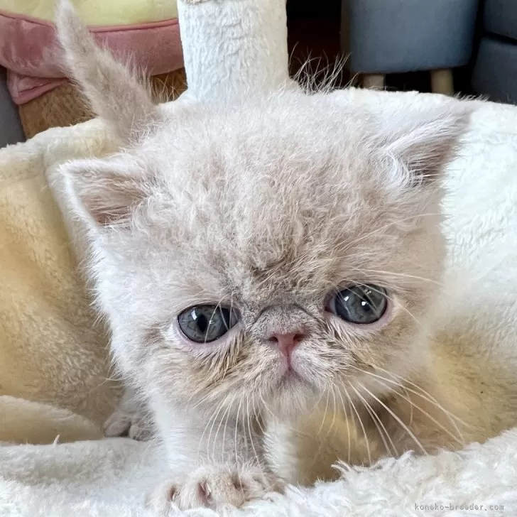 ID：2405-03349の子猫