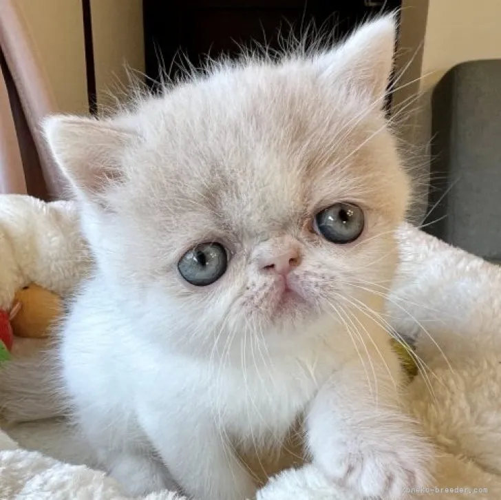 ID：2305-01976の子猫