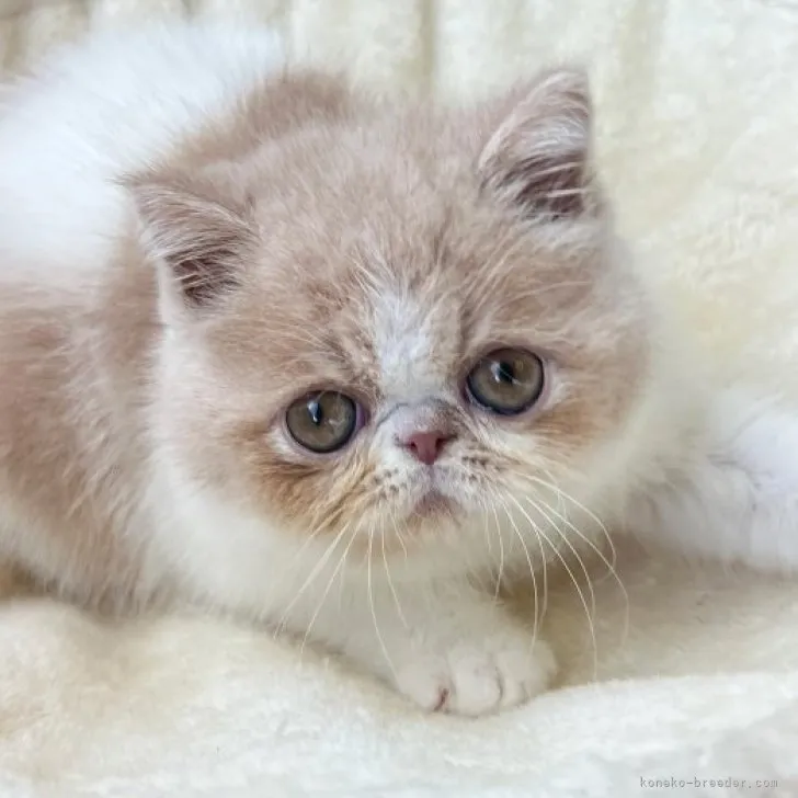 ID:2303-01309の子猫