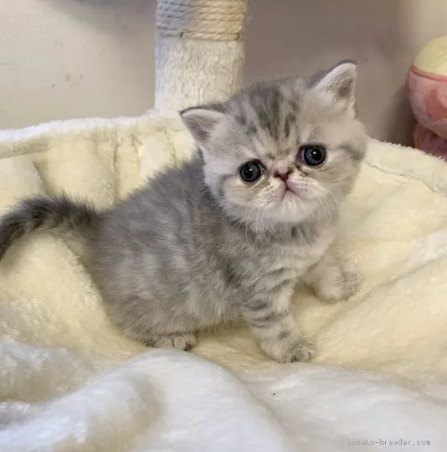 ID：2003-01737の子猫