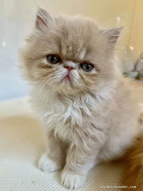 ID:1904-00575の子猫