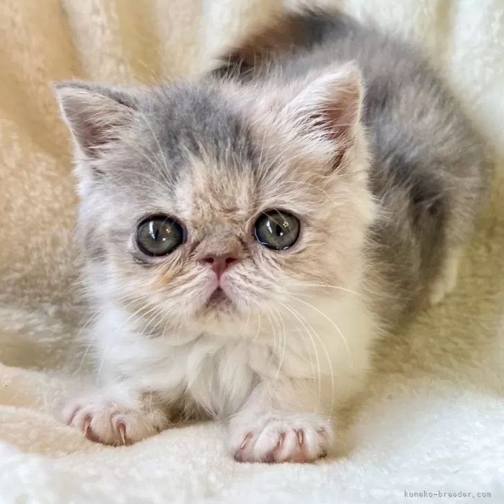 ID：2403-01962の子猫