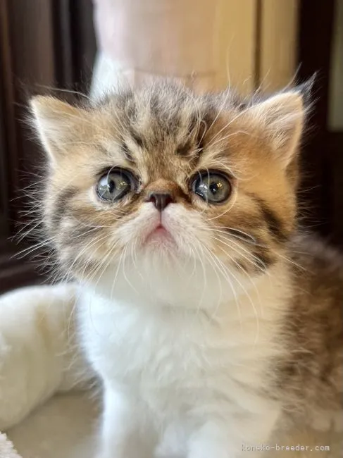 ID：2205-00936の子猫
