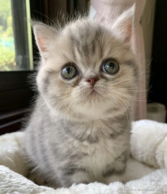 ID：2009-00745の子猫