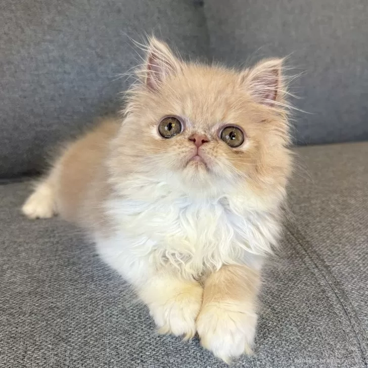 ID：2409-01231の子猫