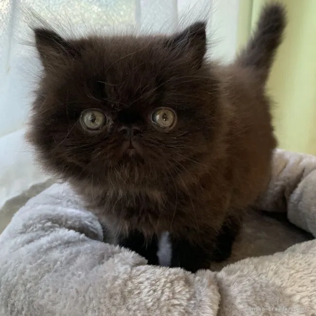 ID：1911-00536の子猫