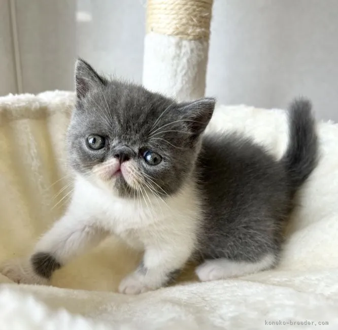 ID：2110-01878の子猫