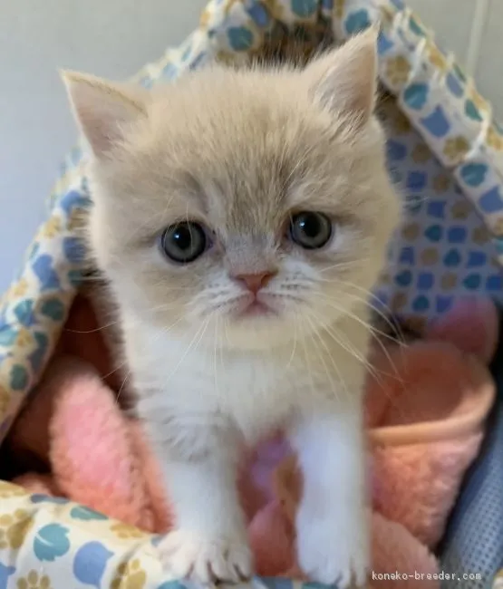 ID：2003-00195の子猫