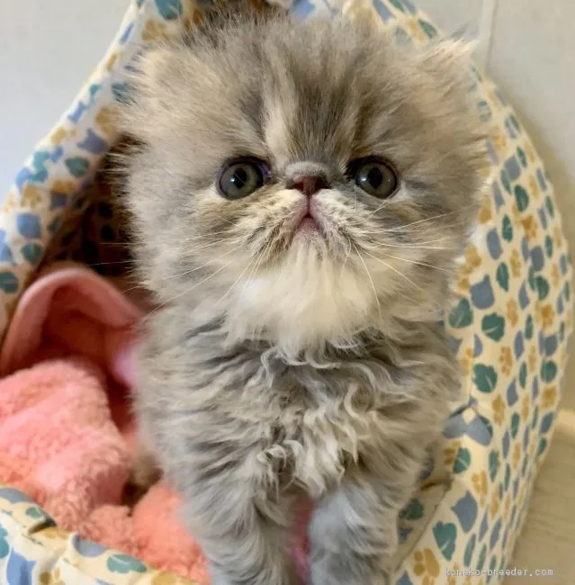 ID：2003-00199の子猫
