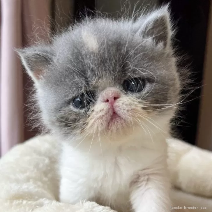 ID：2403-00629の子猫