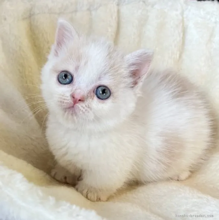 ID:2308-02176の子猫