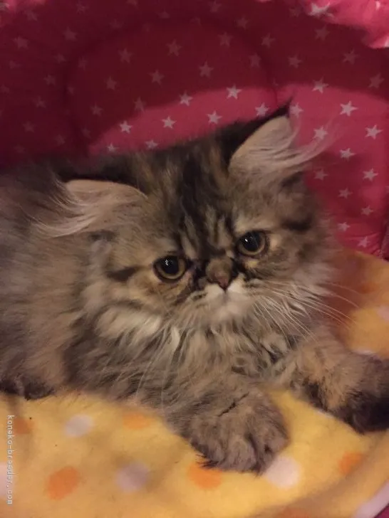 コウモト 様のお迎えした子猫