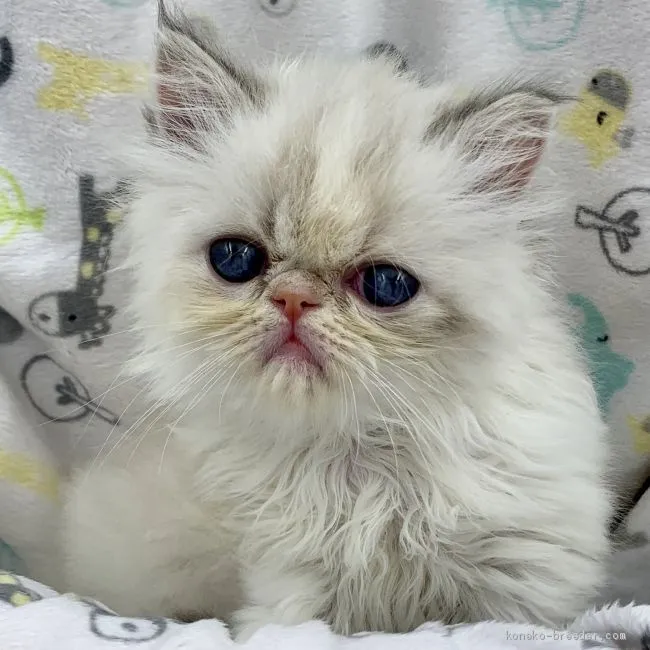 ID:1904-01935の子猫