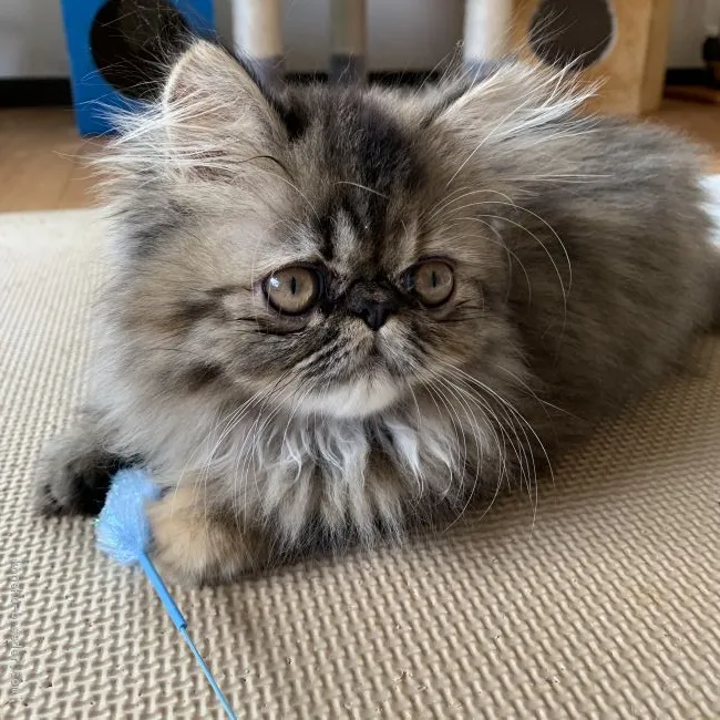 ID：1911-00534の子猫