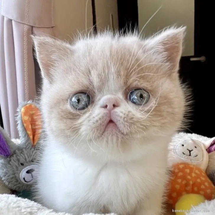 ID：2303-01314の子猫